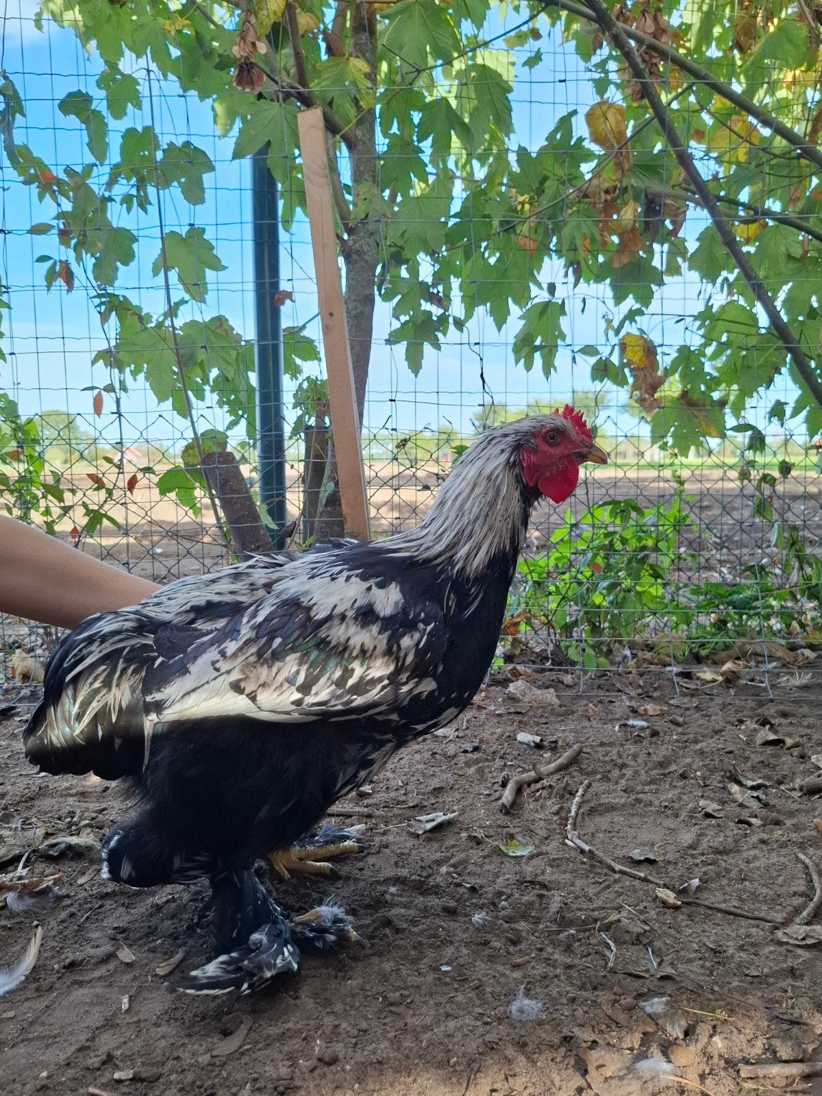 Brahama haan, Dieren en Toebehoren