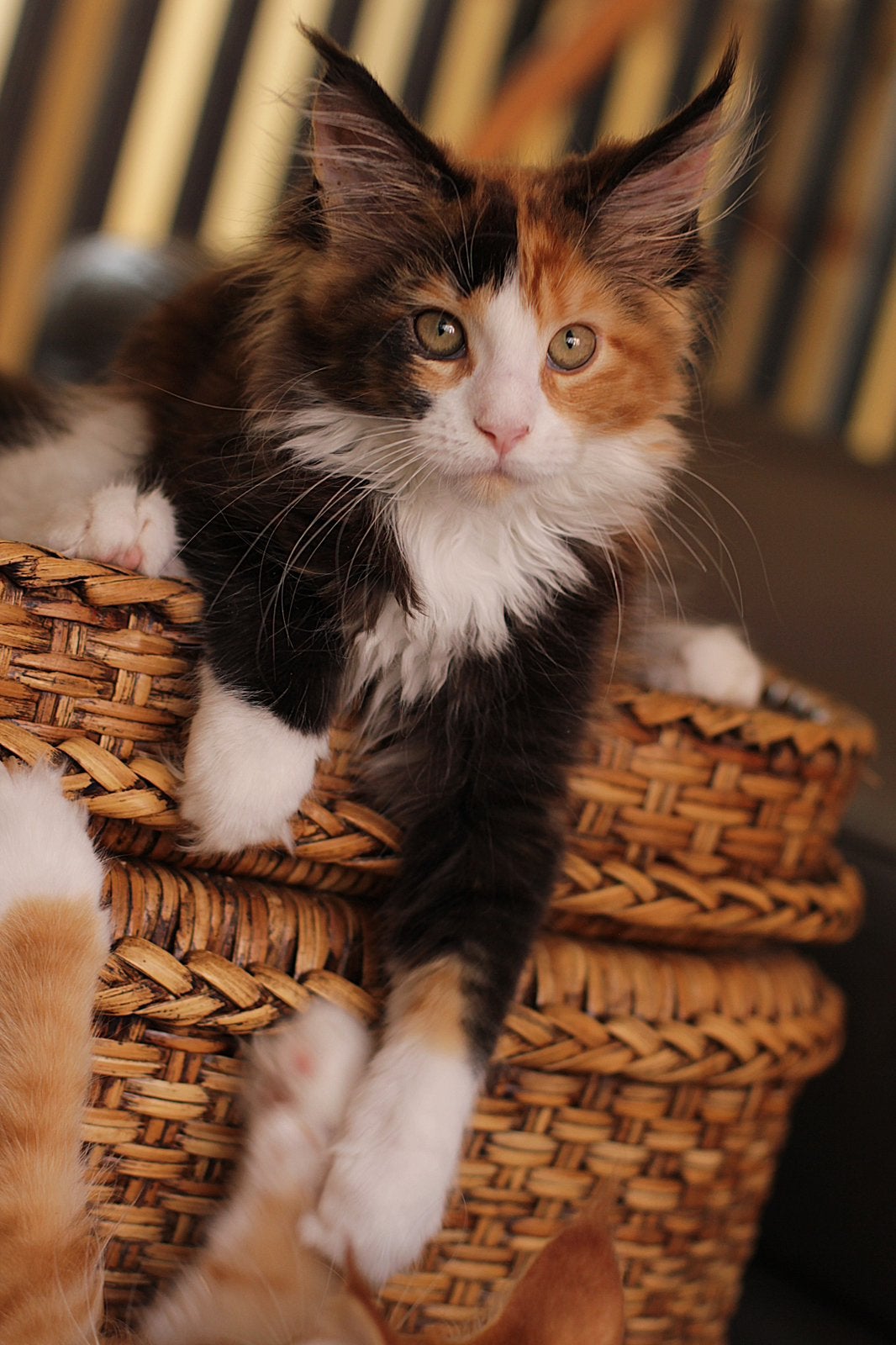 Maine Coon kittens: officiële stamboom, kampioensbloedlijnen, Dieren en Toebehoren, Meerdere dieren, Met stamboom, 0 tot 2 jaar