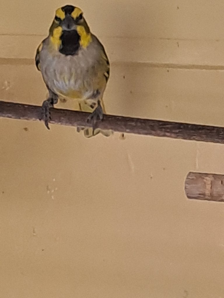 Groene kardinaal, Animaux & Accessoires, Oiseaux | Oiseaux Autre, Bagué