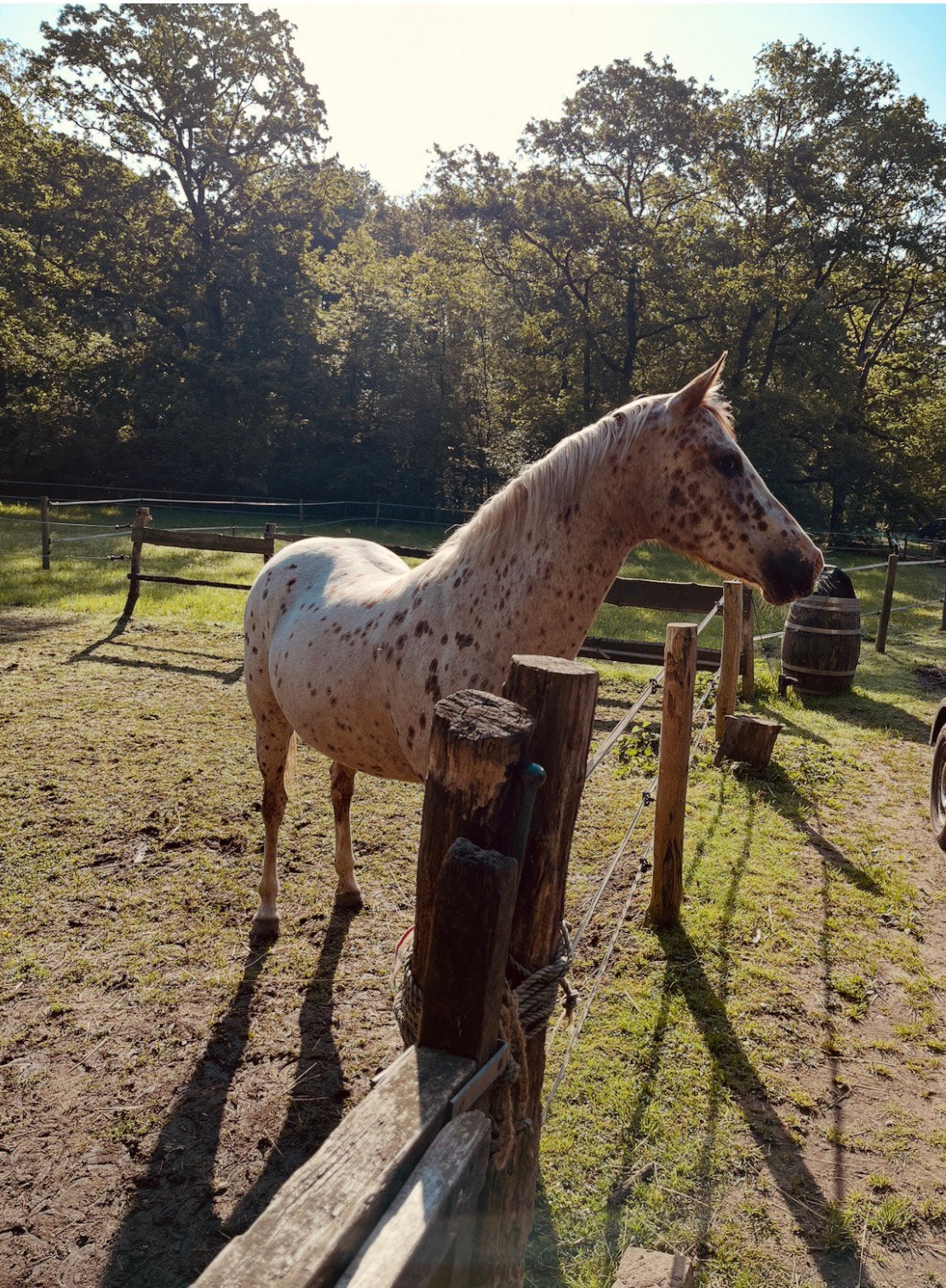 Mooie en lieve Appaloosa Merrie, Dieren en Toebehoren, Merrie