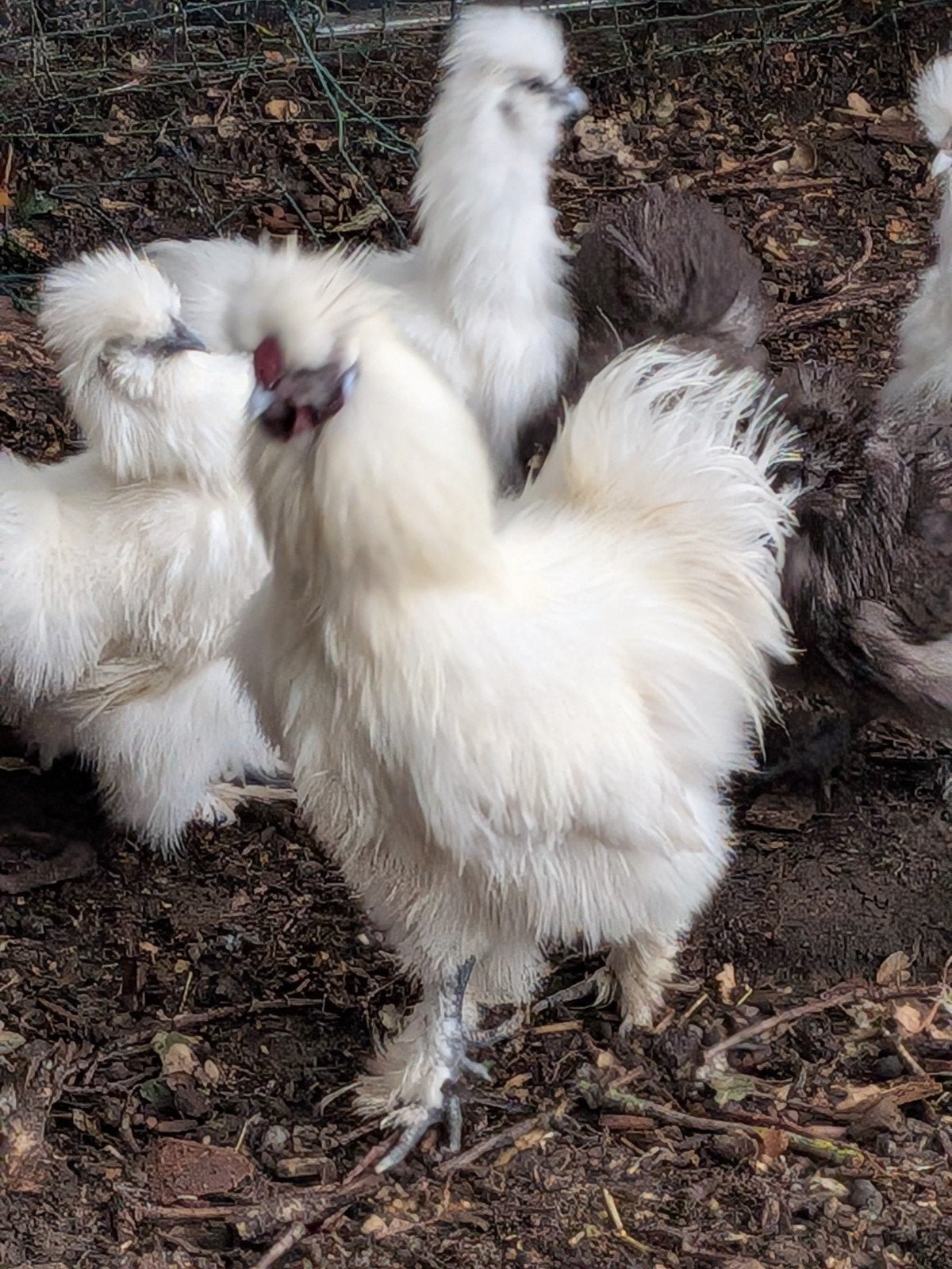 witte zijdehoen haan, Dieren en Toebehoren, Pluimvee