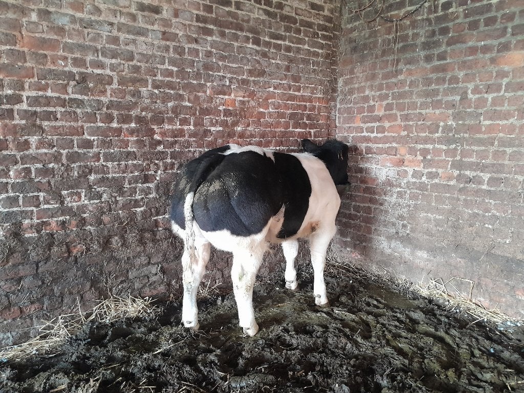 Stamboek stieren, Mannelijk, 0 tot 2 jaar