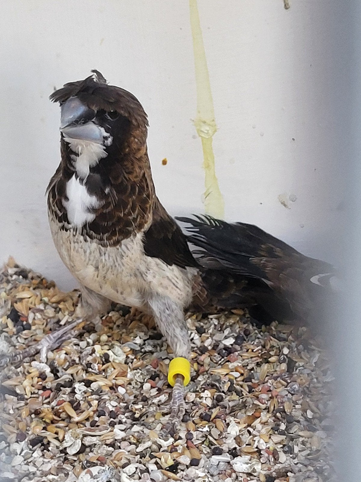 japanse meeuwtjes, verschillende koppels, kweekrijp, Dieren en Toebehoren