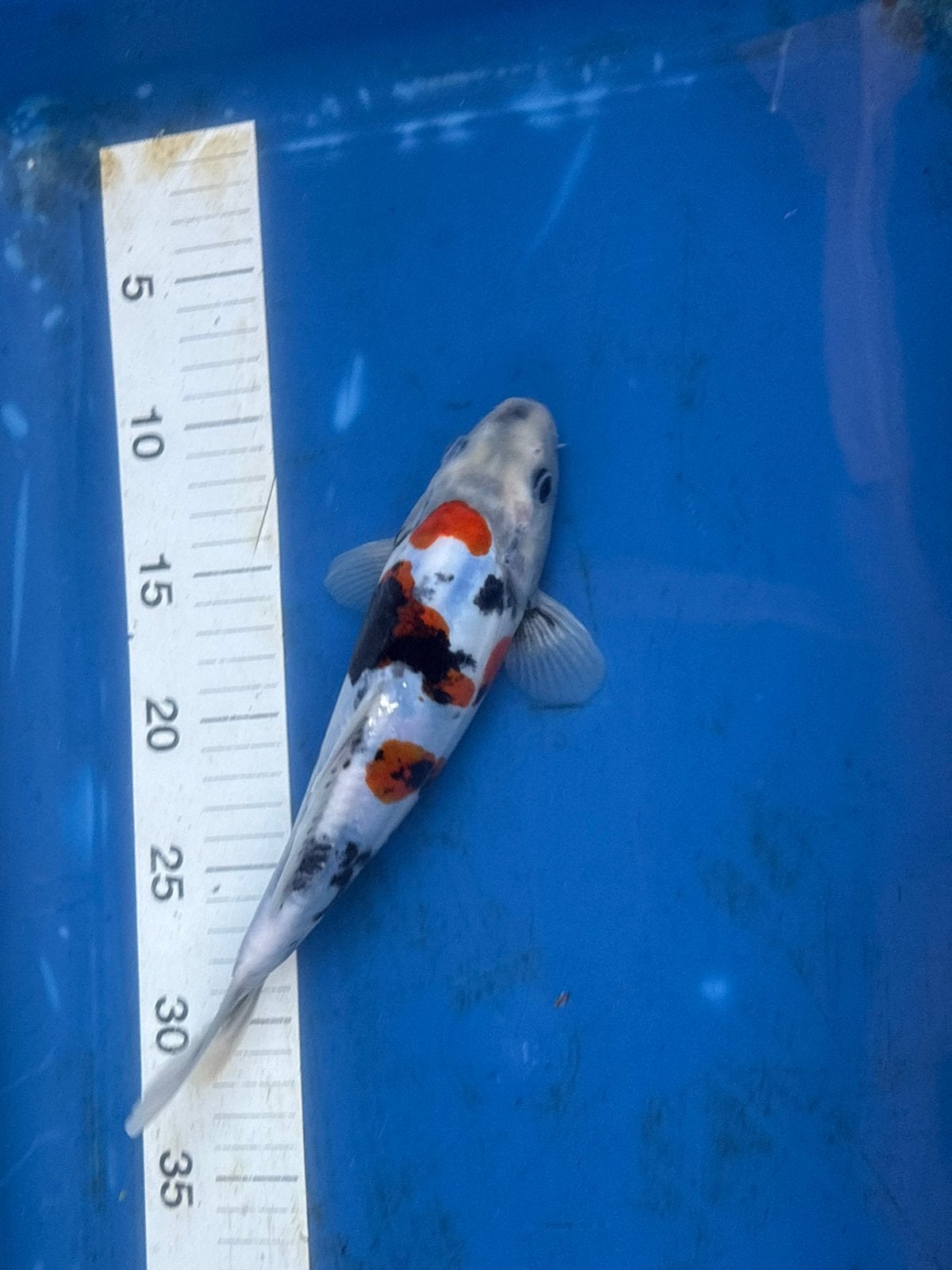 25 cm koi, Dieren en Toebehoren
