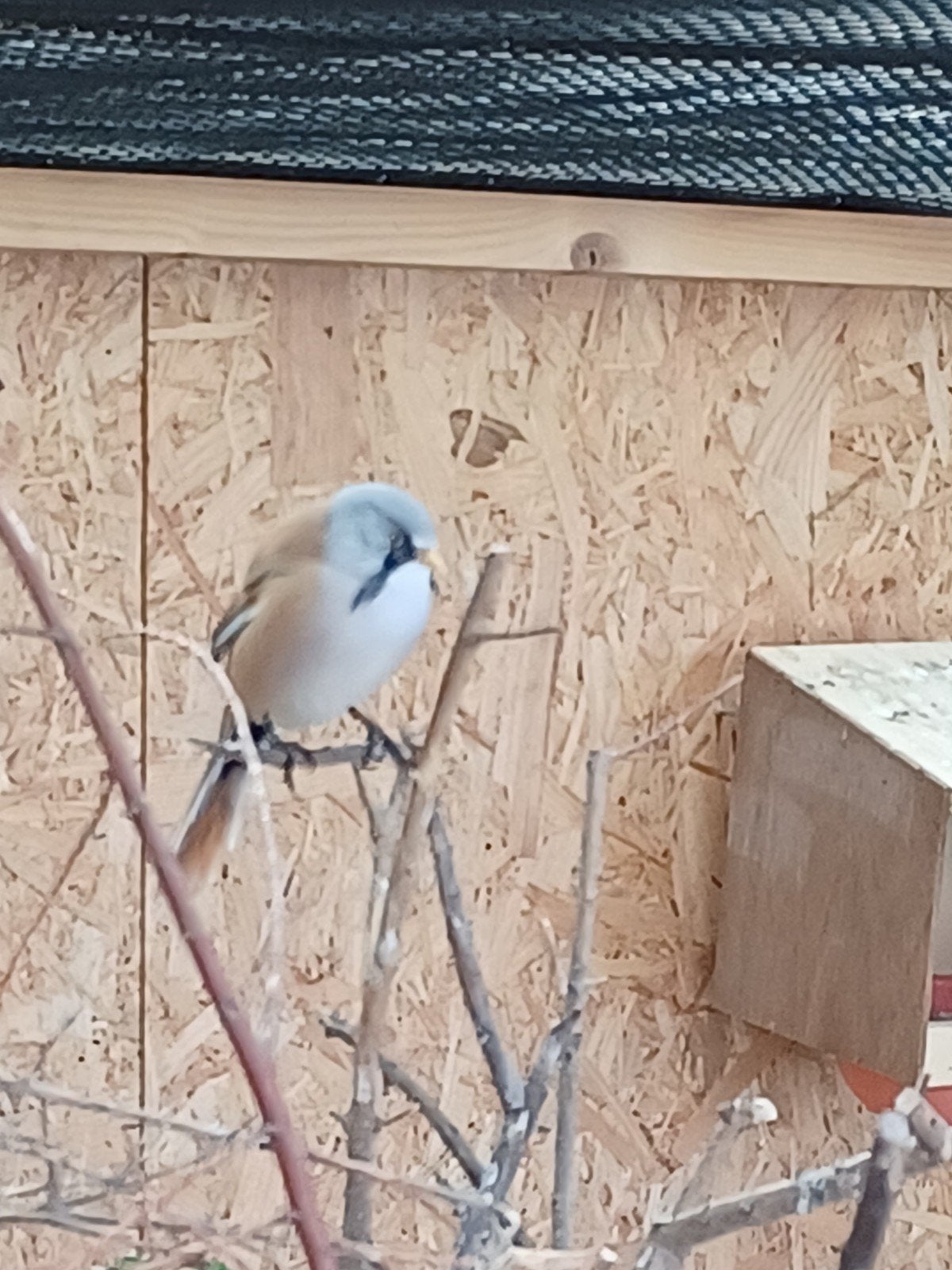 Baardman man, Dieren en Toebehoren, Vogels | Overige Vogels, Geringd
