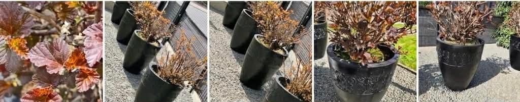 Terras planten, Tuin en Terras, Planten | Tuinplanten, Ophalen, Winter