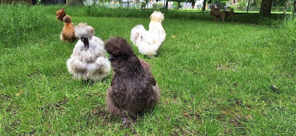 Trio Zijdehoenders, Dieren en Toebehoren, Pluimvee, Kip