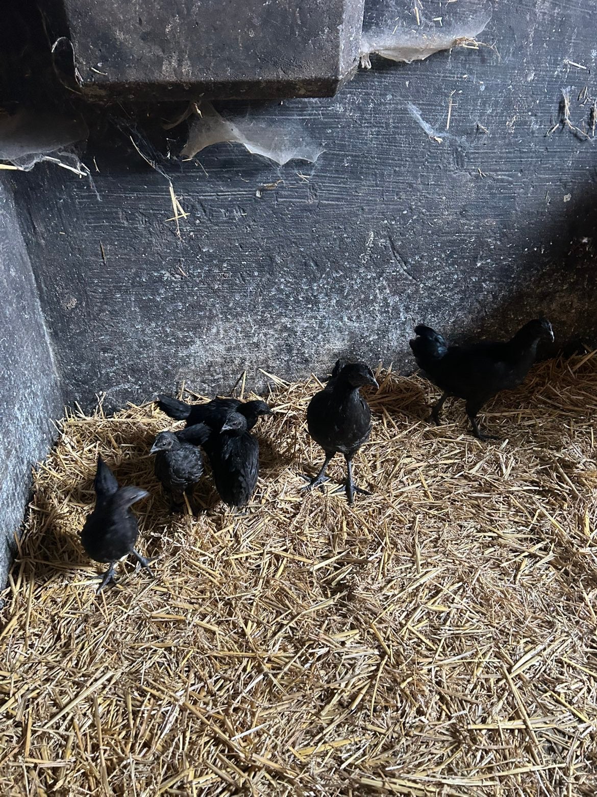 Ayam cemani, Dieren en Toebehoren, Geslacht onbekend, Kip