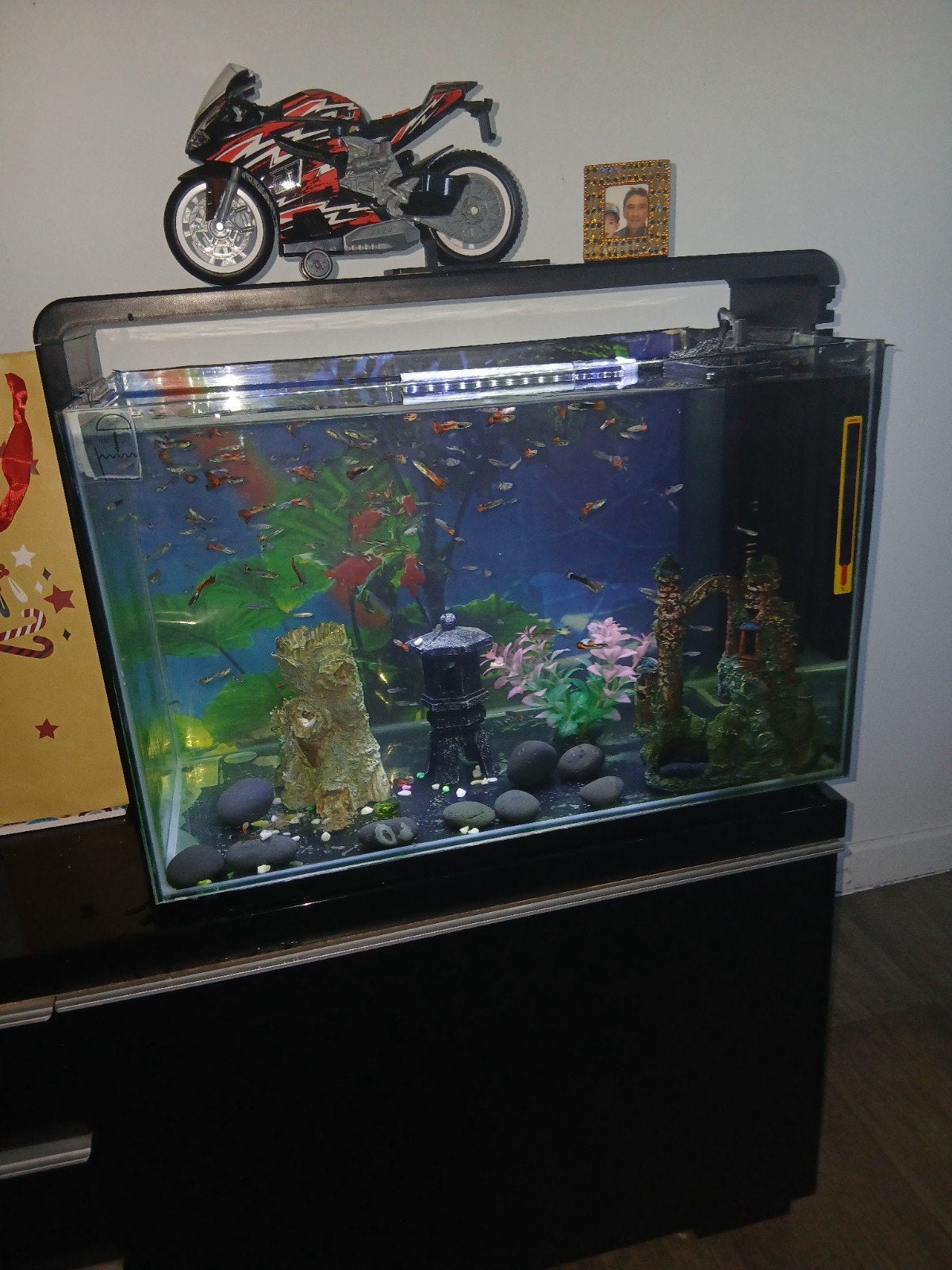 zeer goede aquarium  met led.lamp kompleet  met 50 vissen, Ophalen of Verzenden