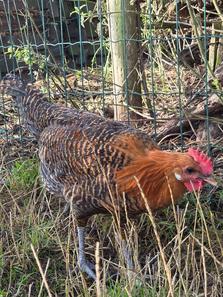 Goudbrakel hanen, Mannelijk, Kip