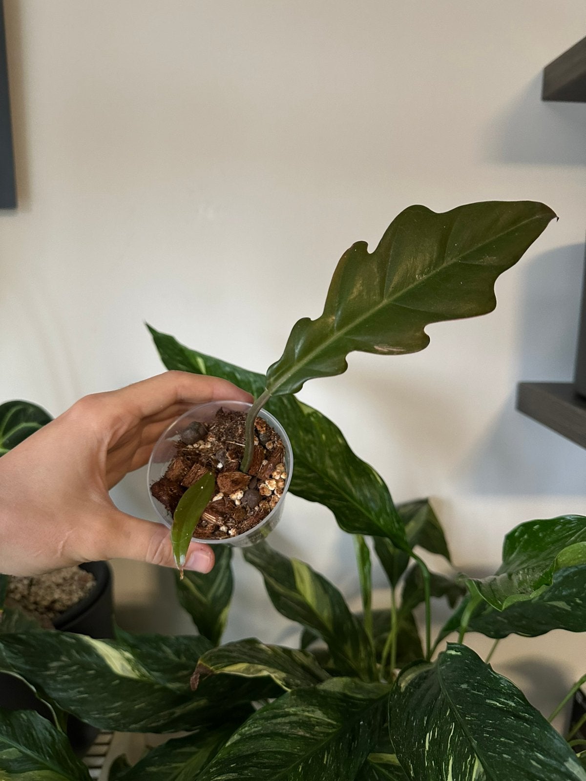 Philodendron caramel marble (reverted), Huis en Inrichting, Kamerplanten, Ophalen
