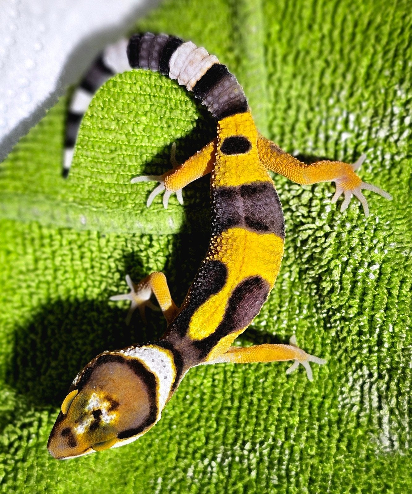 luipaardgekko baby E1, Animaux & Accessoires, Reptiles & Amphibiens, Lézard, Domestique, 0 à 2 ans