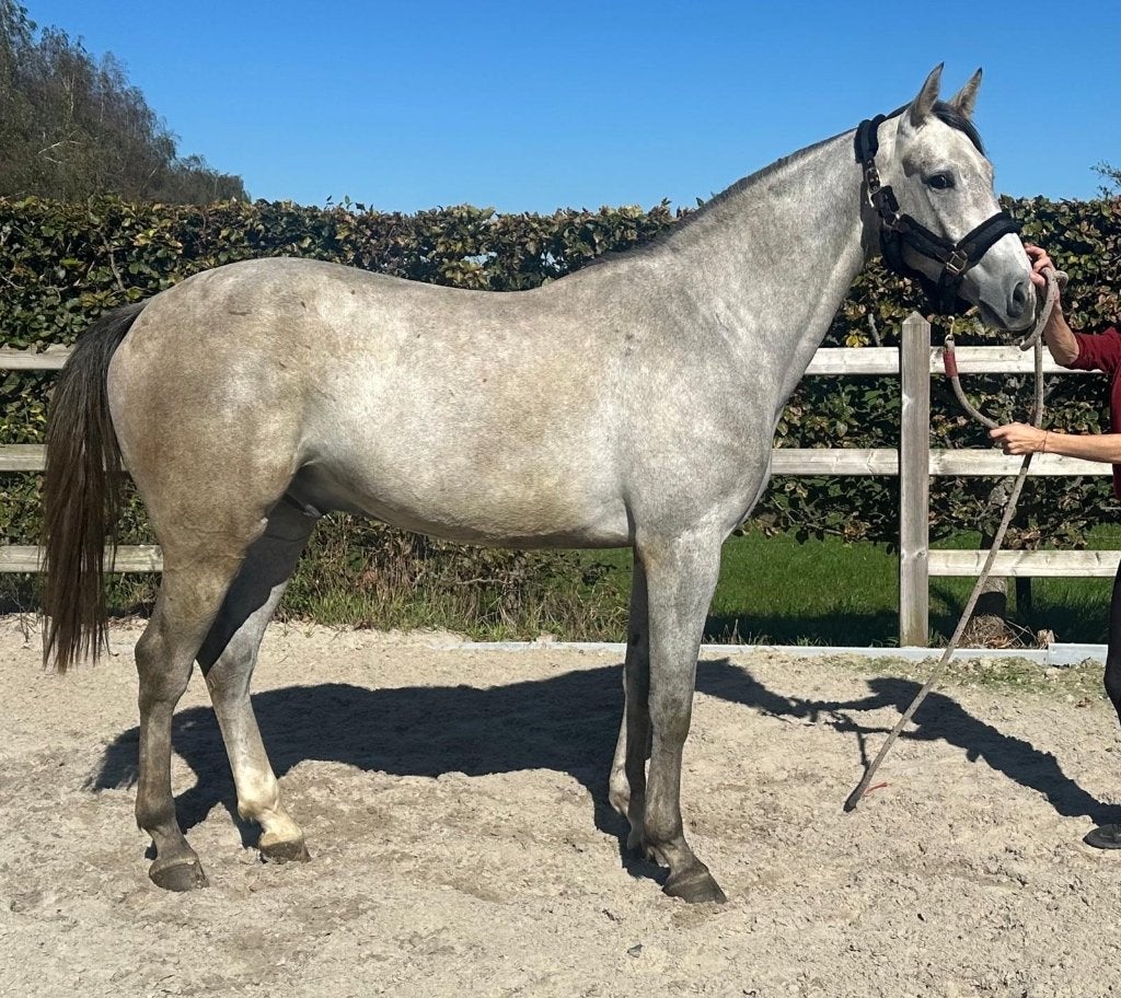 Young talented horses directly from the breeder !, Dieren en Toebehoren