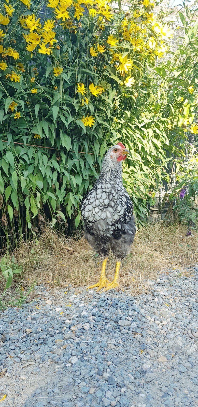 Wyandotte Haan, Dieren en Toebehoren