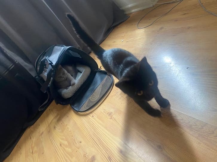 Britse korthaar katertje, Dieren en Toebehoren, Kater, Ontwormd, 0 tot 2 jaar
