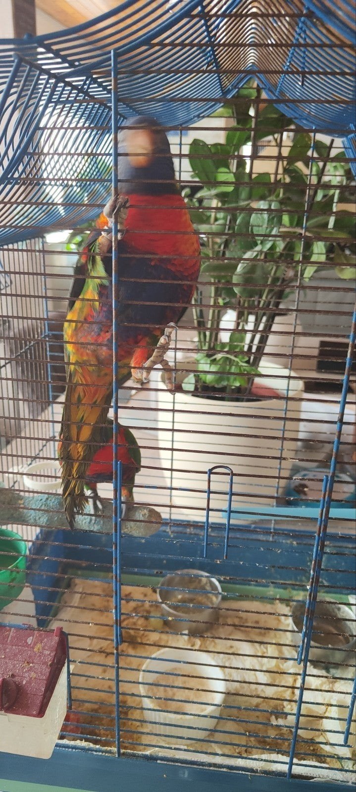 lorybabys v d blauwe bergen, Meerdere dieren, Papegaai, Pratend
