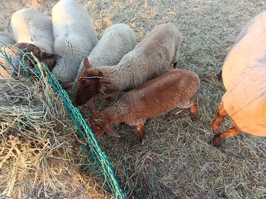 Agneaux, Animaux & Accessoires, Moutons, Chèvres & Cochons, Plusieurs animaux, Mouton, 0 à 2 ans