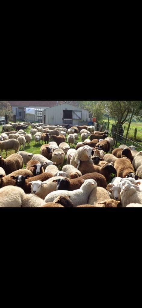 Schapen en geiten  gevraagd, Dieren en Toebehoren