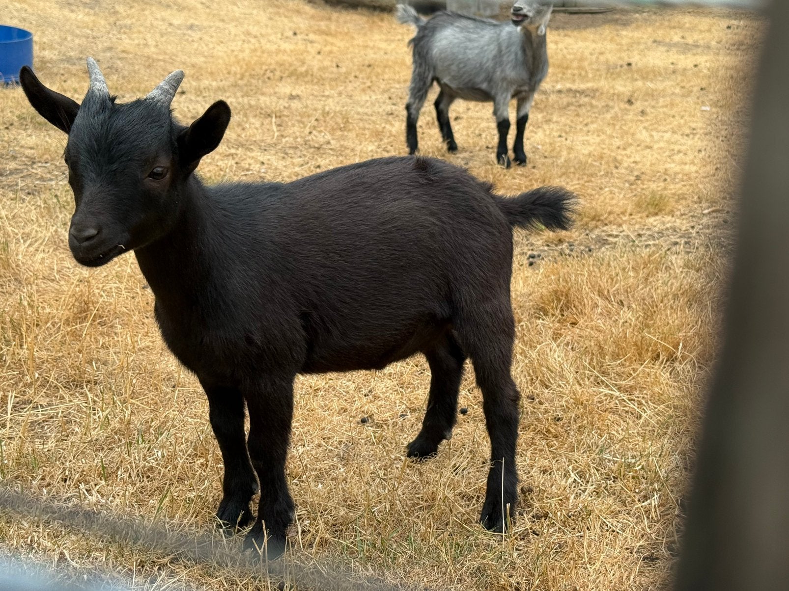 Tam dwerggeit bokje, Dieren en Toebehoren, Schapen, Geiten en Varkens, Mannelijk, Geit, 0 tot 2 jaar