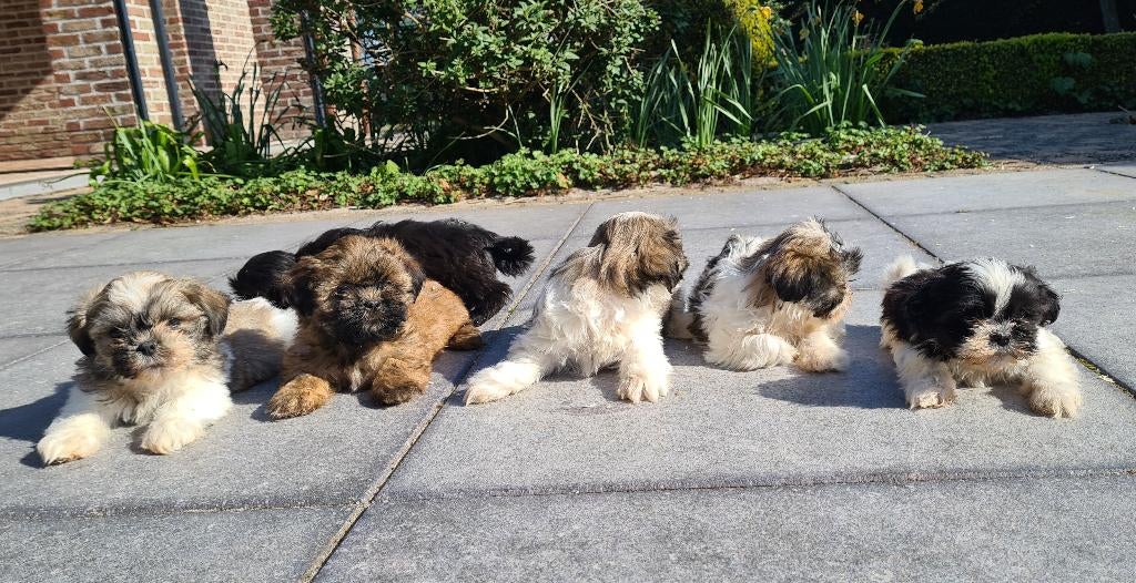 chiots shih tzu, Autres races, Plusieurs, Hépatite contagieuse (maladie de Rubarth), Belgique