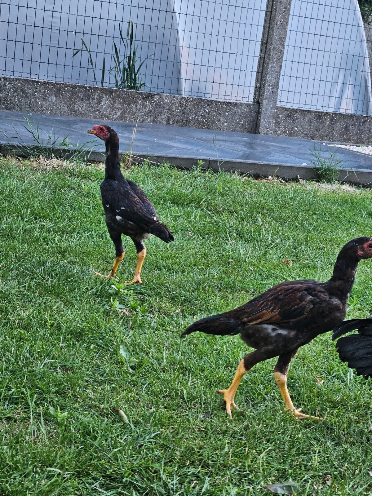 Shamo, Dieren en Toebehoren