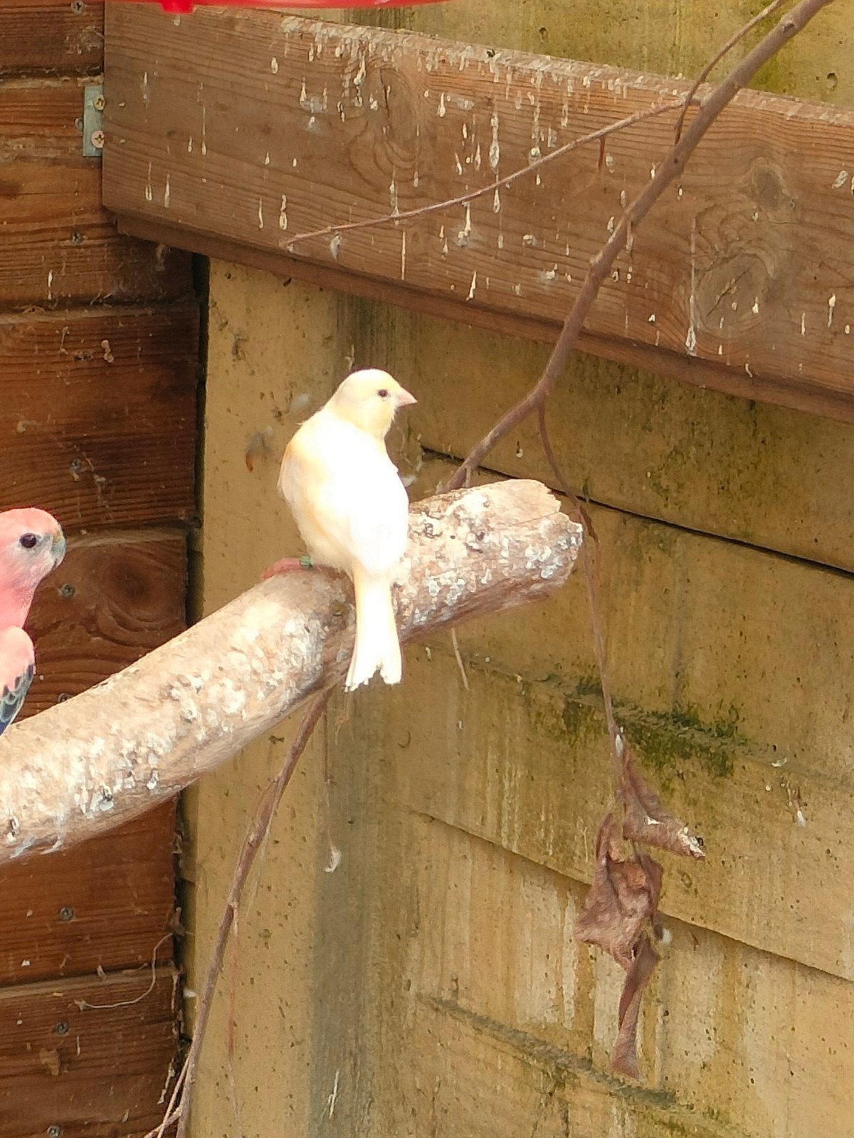 kanarie jongen +diamant duifjes split op wit, Animaux & Accessoires, Oiseaux | Oiseaux Autre