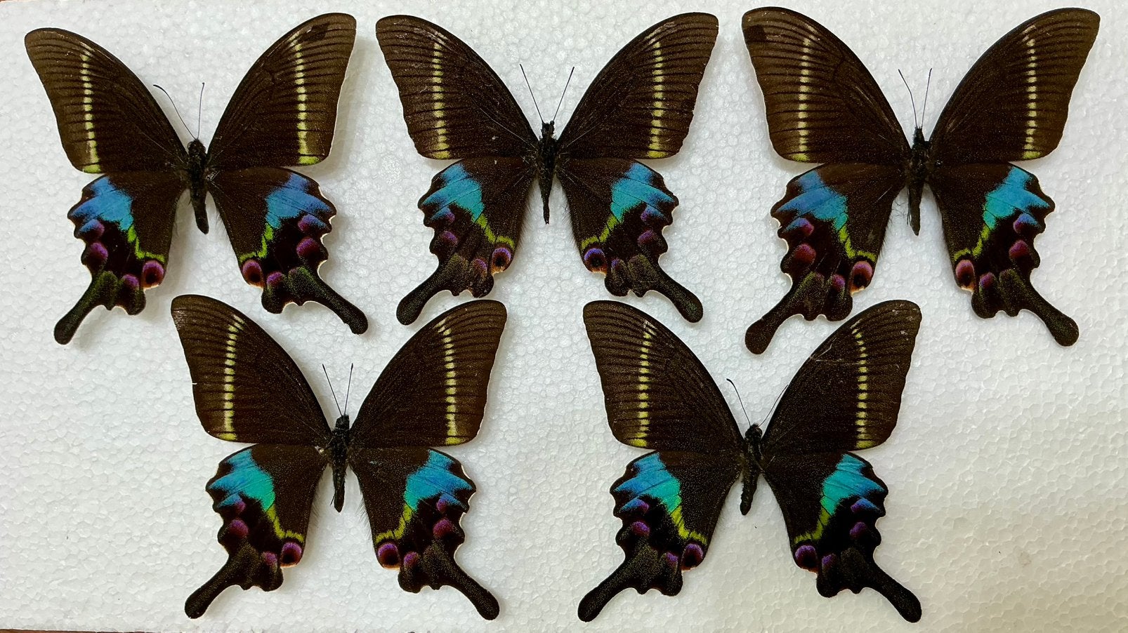 PAPILIO KRISHNA, interessante prijs: 18 €/specimen, Ophalen, Zo goed als nieuw