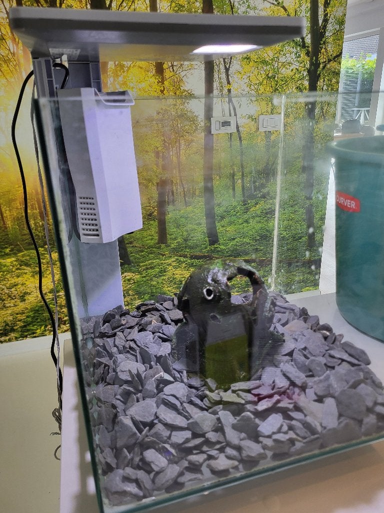 Visbokaal, Dieren en Toebehoren, Ophalen, Gebruikt, Inclusief vissen, Gevuld zoetwateraquarium
