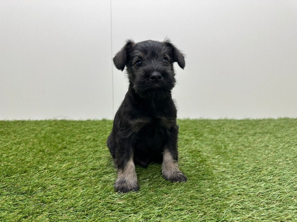 Nestje Dwergschnauzer pups, België, Overige rassen, 8 tot 15 weken, Parvo