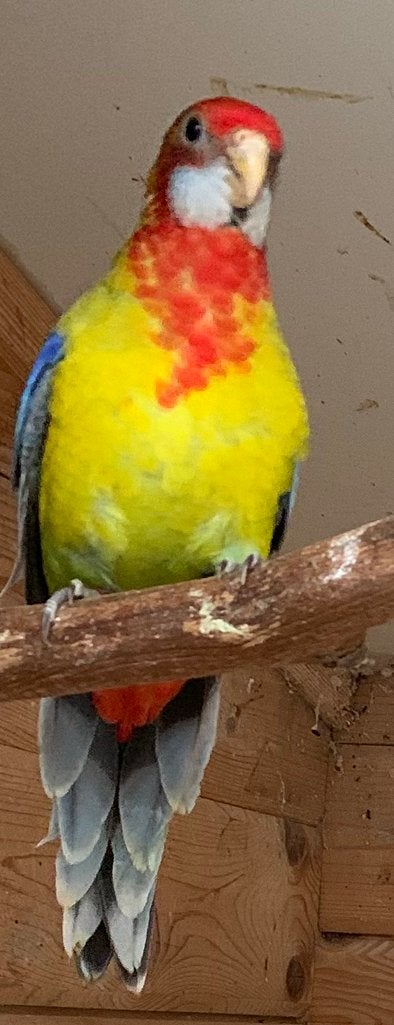 Pracht rosella parkieten, Dieren en Toebehoren, Vogels | Parkieten en Papegaaien