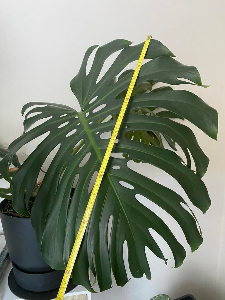 Monstera XXL stekken, Huis en Inrichting, Kamerplanten, Ophalen of Verzenden