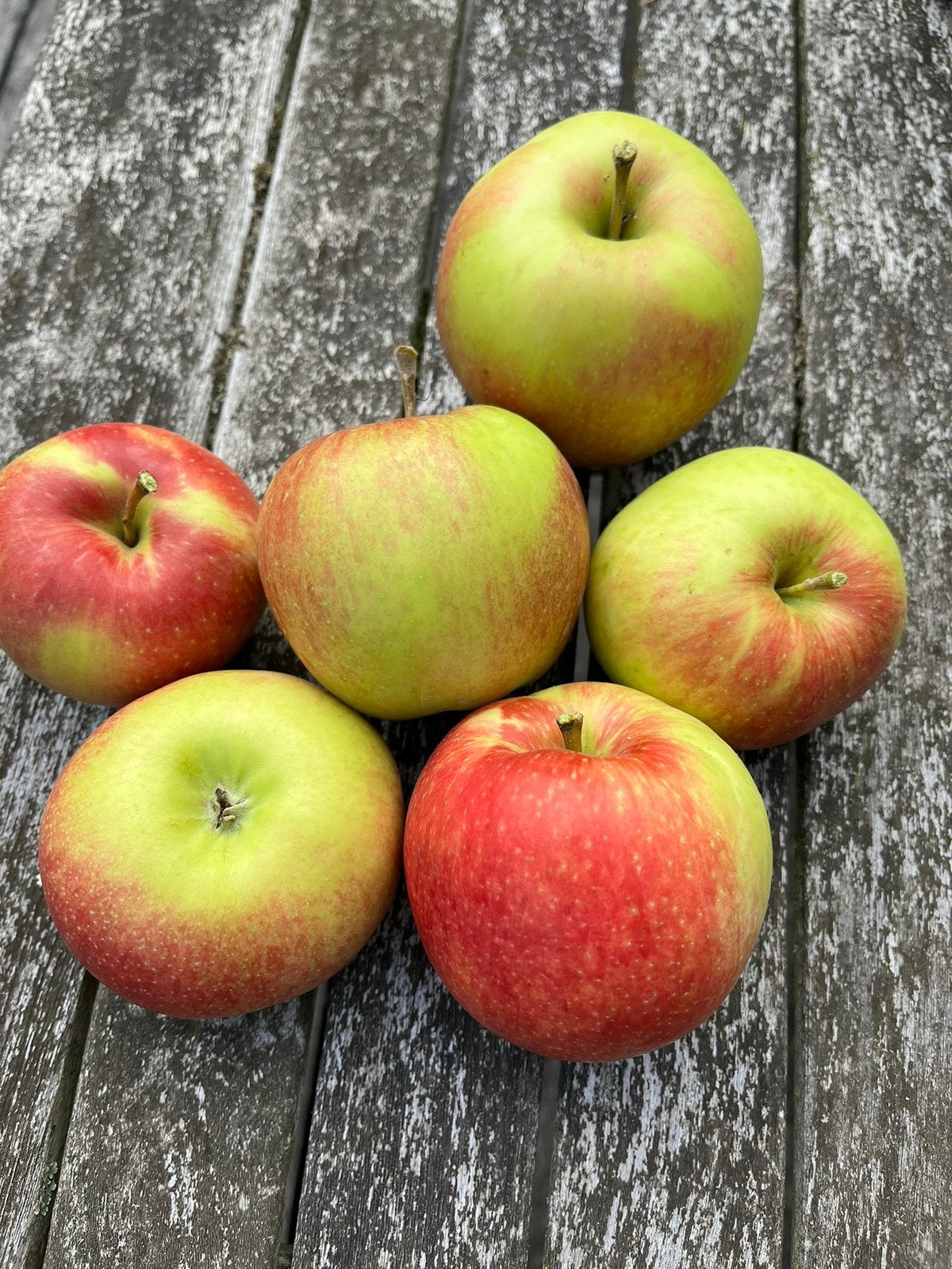Appelbomen, het hele jaar door appels!, Plein soleil, Moins de 100 cm, Enlèvement ou Envoi, Printemps