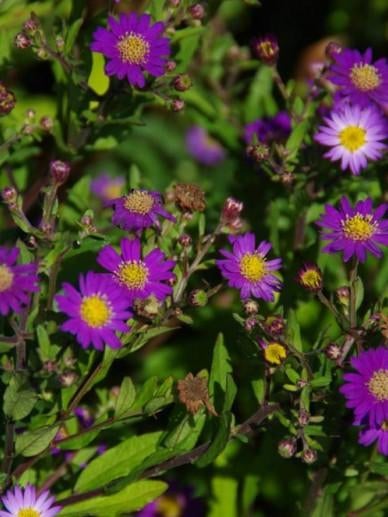 Aster Eso Murasaki, Tuin en Terras, Ophalen