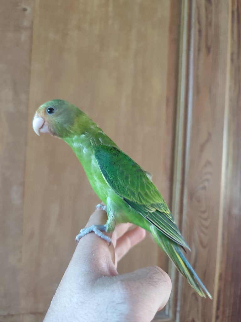 Conure tête de prune eam, Femelle