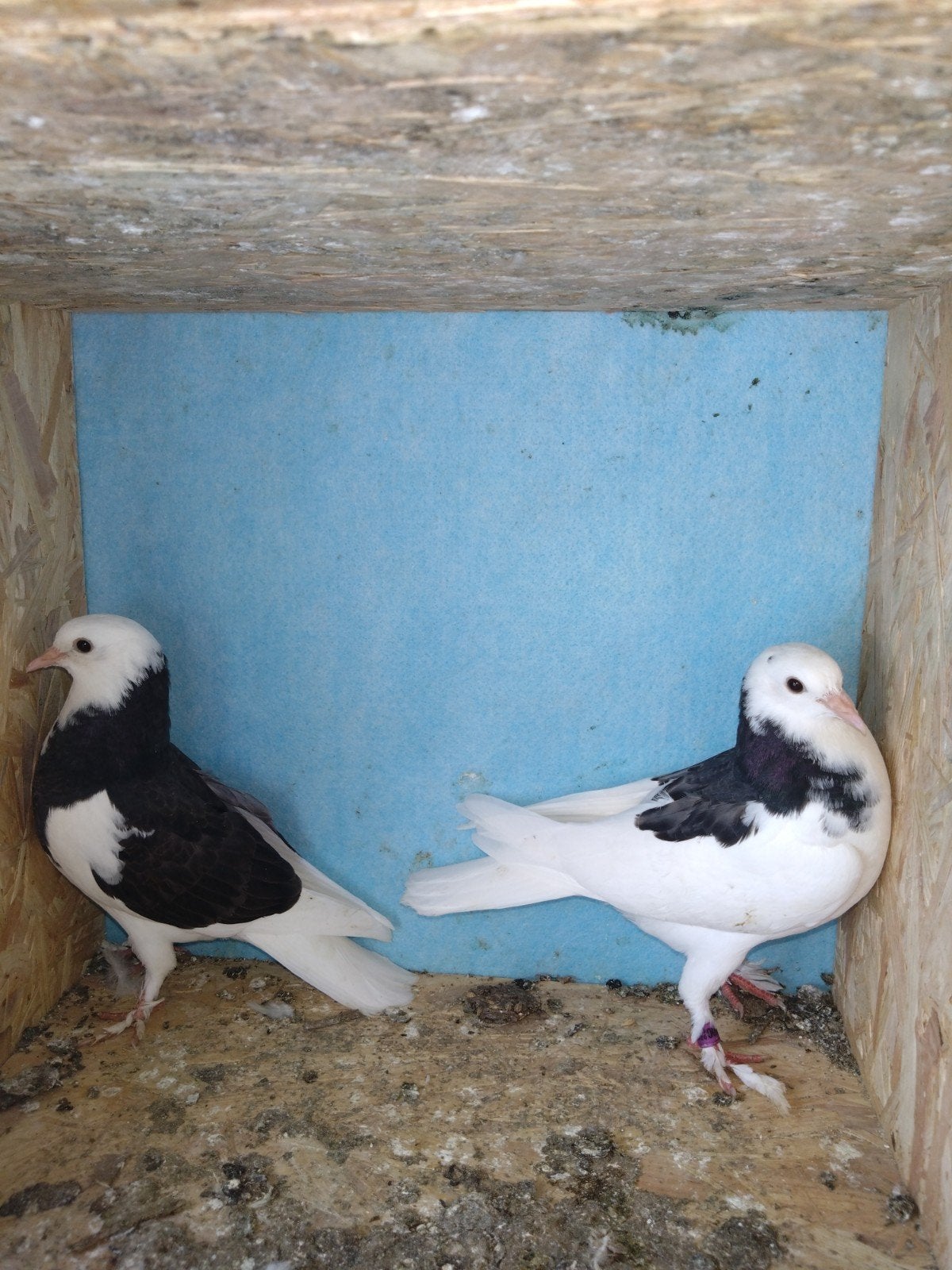 Pigeon 2026