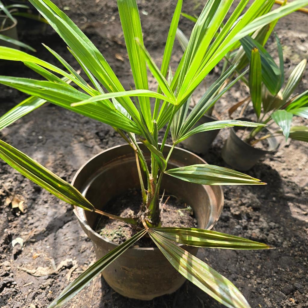 ***winterharde palmboompjes***, Tuin en Terras, Planten | Tuinplanten, Ophalen, Vaste plant, Overige soorten, Volle zon