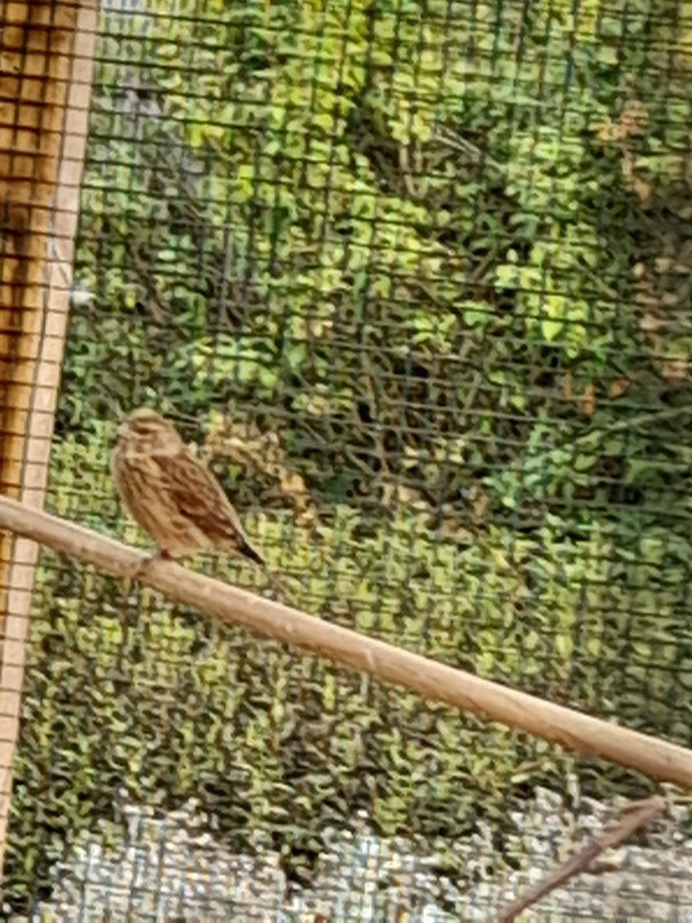 Kneu mannen, Dieren en Toebehoren, Vogels | Overige Vogels, Mannelijk, Wildzangvogel, Geringd