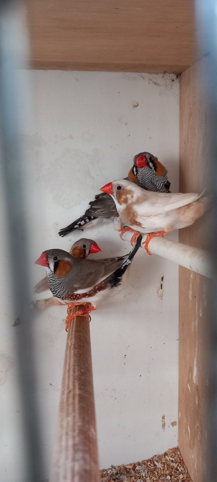 Jonge zebravink mannetjes, Animaux & Accessoires, Oiseaux | Oiseaux Autre, Mâle, Oiseau tropical