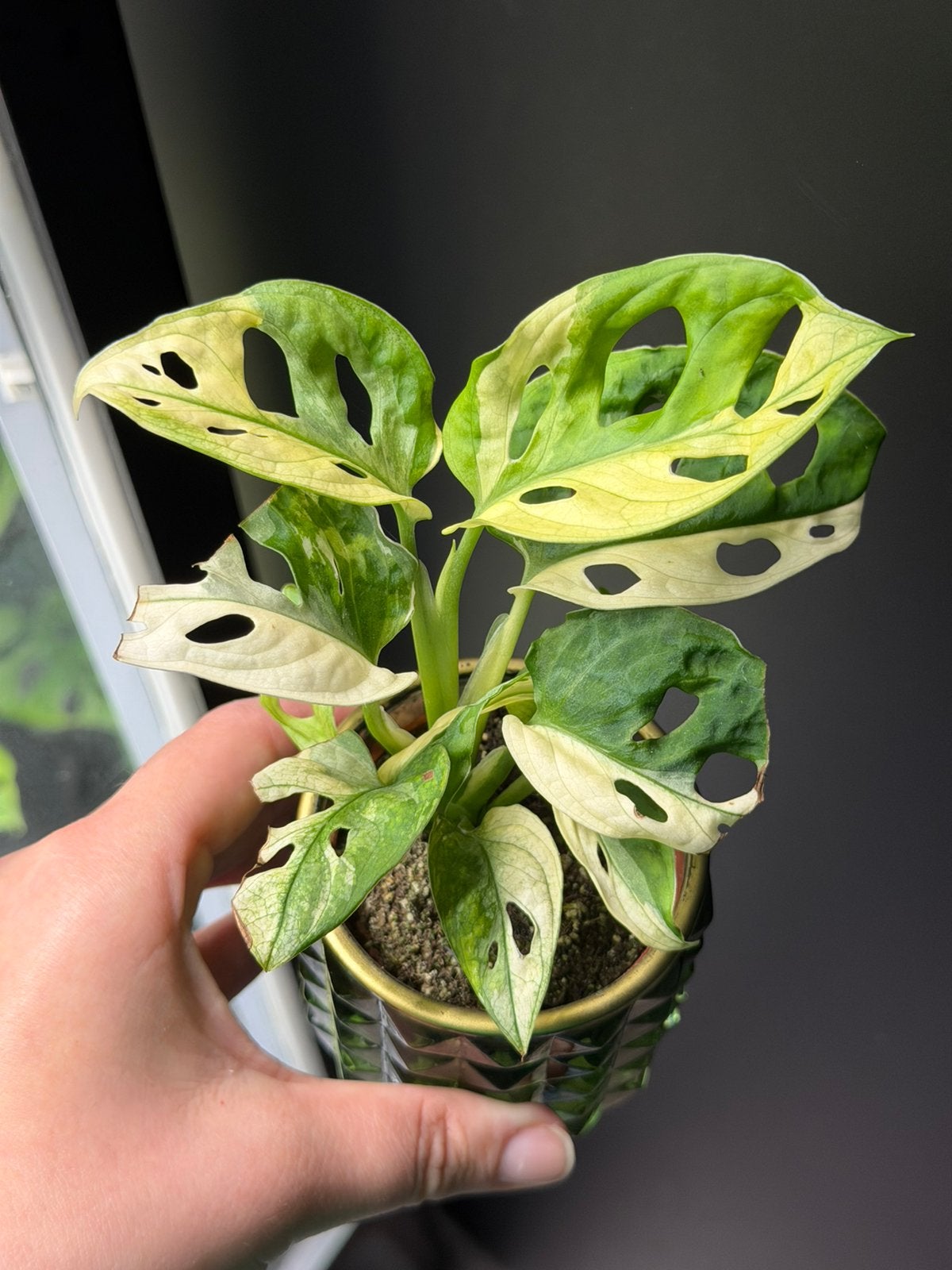 Monstera adansonii variegata