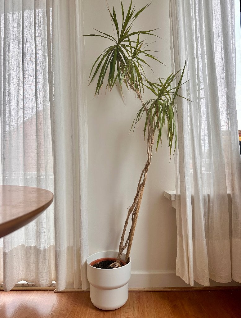 Plantes + jardinière, Plante verte, Enlèvement, Autres espèces, En pot