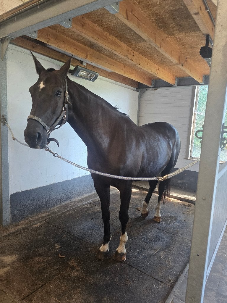13 jarige zwarte nonstop merrie, Animaux & Accessoires, Chevaux, Jument, 170 à 175 cm, 11 ans ou plus, Cheval de saut, Avec pedigree