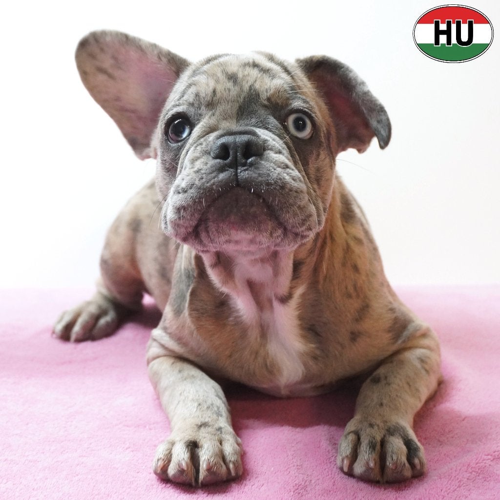 X Bouledogue Français chiots à vendre, 15 semaines à 1 an, Autres races, Plusieurs animaux, Plusieurs