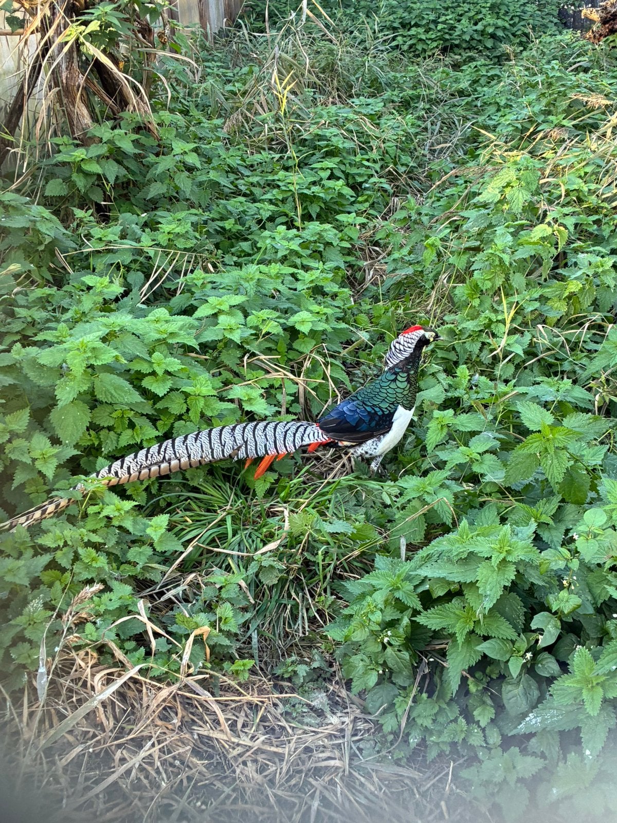 Lady amherstfazant, Dieren en Toebehoren, Mannelijk, Overige soorten