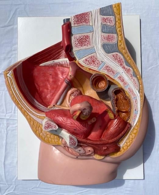 Anatomische modellen, Ophalen, Zo goed als nieuw, Natuurwetenschap