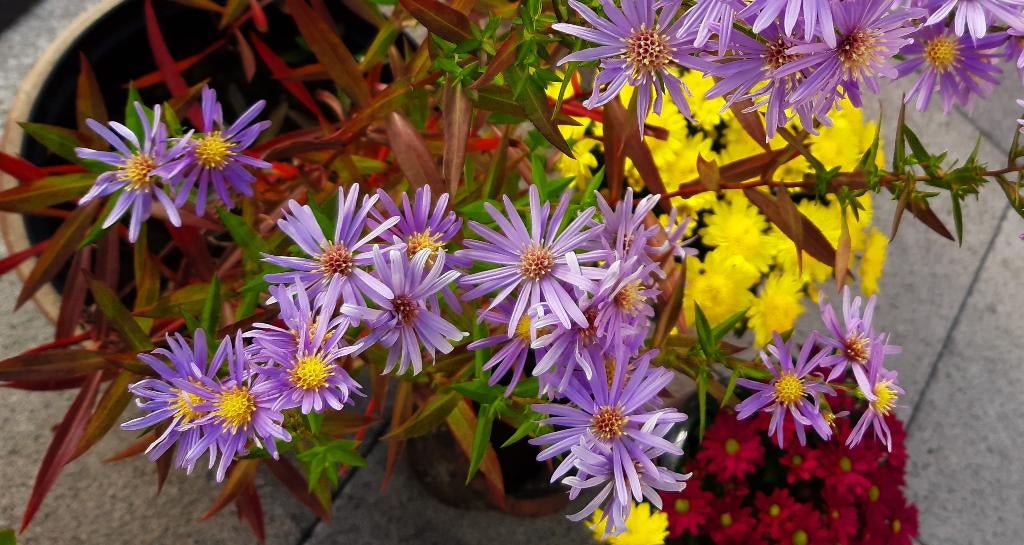 1 ASTER in POT om uit te planten, Enlèvement, Automne, Plante fixe