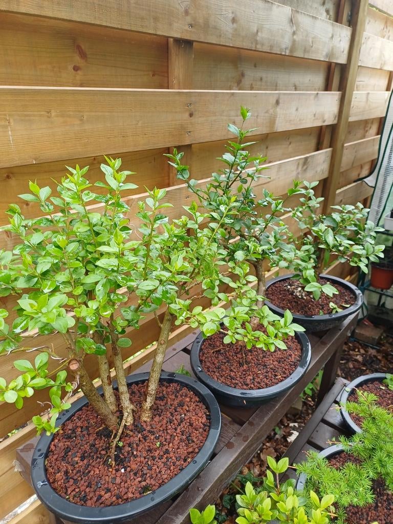 3 bonsai zelf verder te vormen, Tuin en Terras, Ophalen
