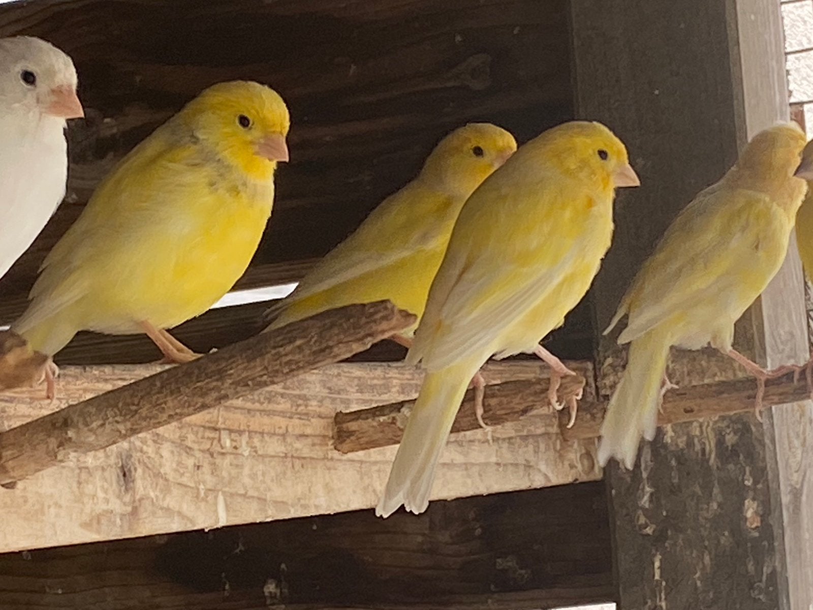 Kanaries, Dieren en Toebehoren