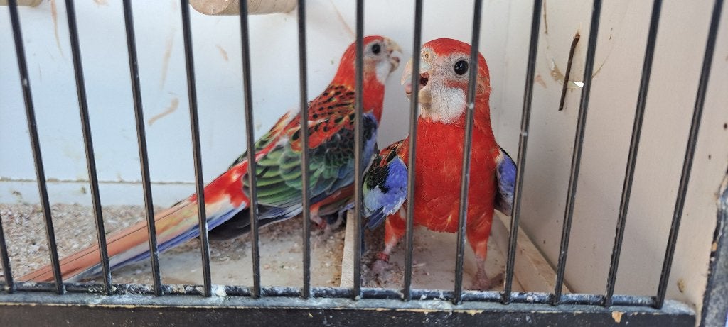 PRACHT ROSELLA  ROOD EN LUTINO, Dieren en Toebehoren, Vogels | Parkieten en Papegaaien, Meerdere dieren, Parkiet, Geringd
