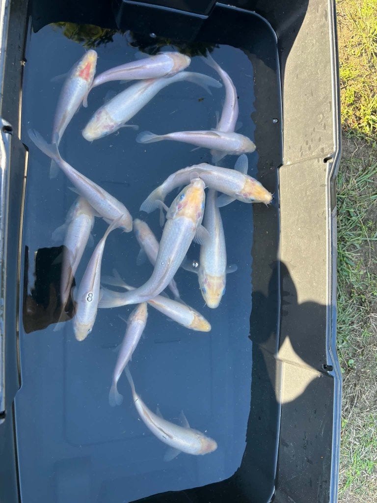 15 Koi – Shiro Muji & Tancho, Karper of Koi
