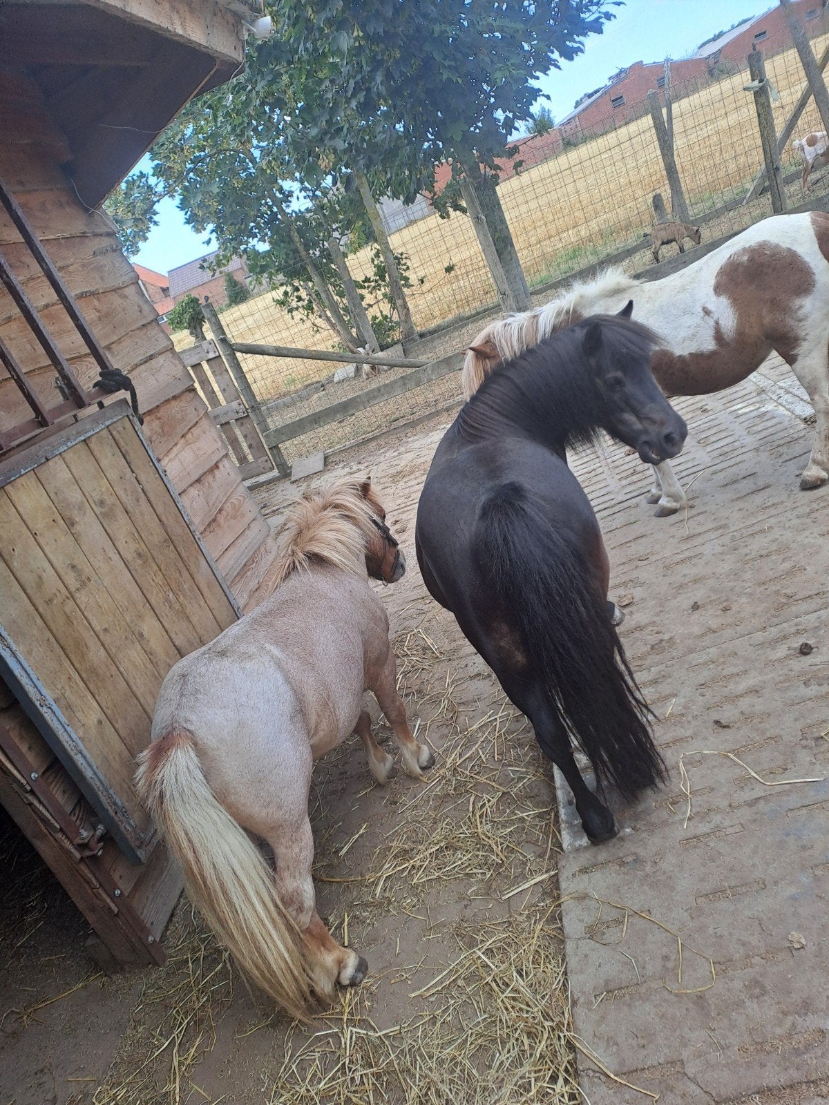 gezocht weide, Animaux & Accessoires, Box & Pâturages, Mise à l'étable, Pâturage, 2 ou 3 chevaux ou poneys